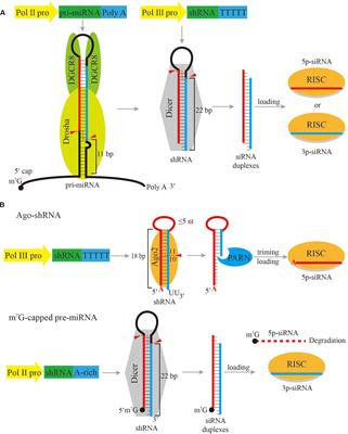 Short Hairpin RNAs for Strand-Specific Small Interfering RNA Production